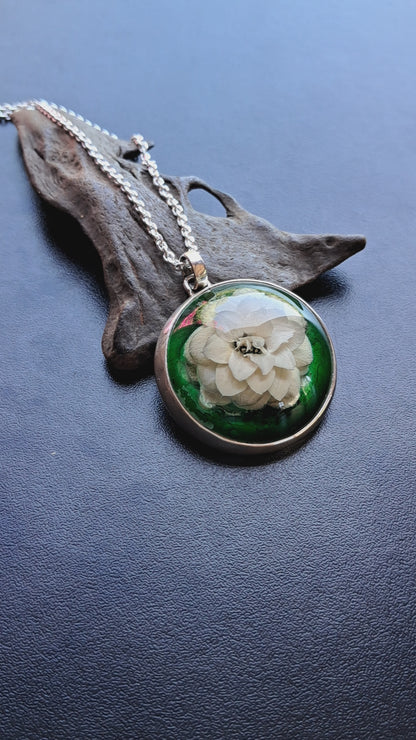 Kalanchoe con calado de serpiente