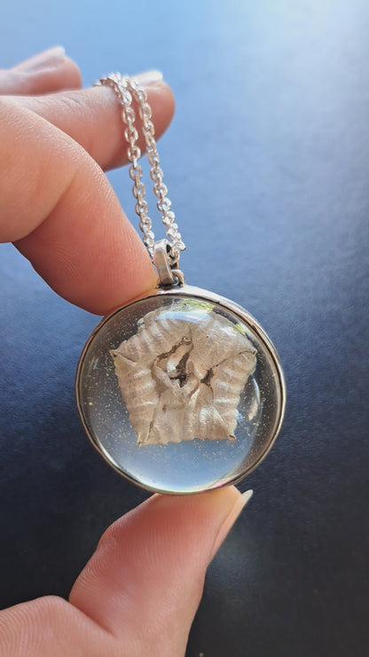 Flor Estrella u Orbea